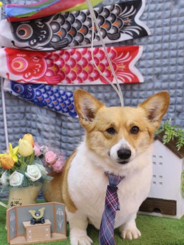 20230530はるちゃん